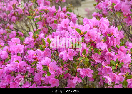 Bright fond floral avec fleurs violettes Ledebur rhododendron avec gouttes d'eau après la pluie Banque D'Images