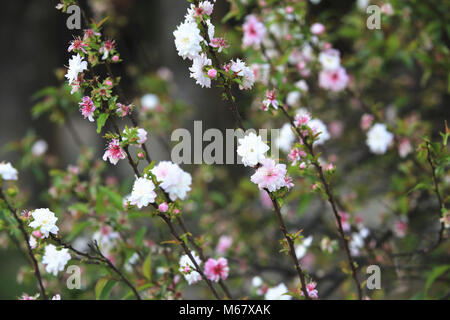 Cerisier Nain Nain,Amandes,belle floraison de fleurs roses et blanches dans le jardin en fleurs au printemps Banque D'Images