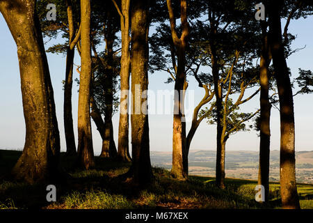 Hêtre treees sur Chanctonbury Ring sur les South Downs au crépuscule, un jour d'été. Banque D'Images