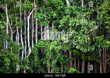 Arbres sur la rivière Kinabatangan à Bornéo, Malaisie Banque D'Images