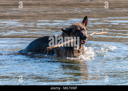 Mon cher ami Odin, une spectaculaire berger allemand, profiter de la plage en hiver, avec bain en mer le berger allemand ou berger allemand (en Banque D'Images