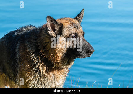 Mon cher ami Odin, une spectaculaire berger allemand, profiter de la plage en hiver, avec bain en mer le berger allemand ou berger allemand (en Banque D'Images