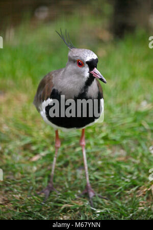 Le sud de sociable (vanellus chilensis) Banque D'Images