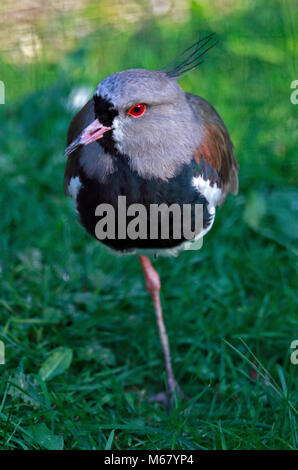 Le sud de sociable (vanellus chilensis) Banque D'Images