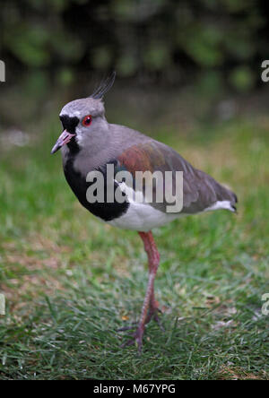 Le sud de sociable (vanellus chilensis) Banque D'Images