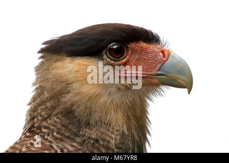 Caracara huppé (Caracara plancus) Banque D'Images