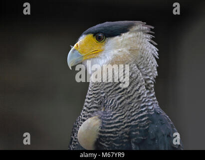 Caracara huppé (Caracara plancus) montrant récolte pleine Banque D'Images