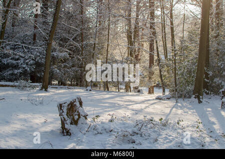 Promenade à travers la forêt de Thetford d'hiver avec de la neige et des arbres tombés Banque D'Images