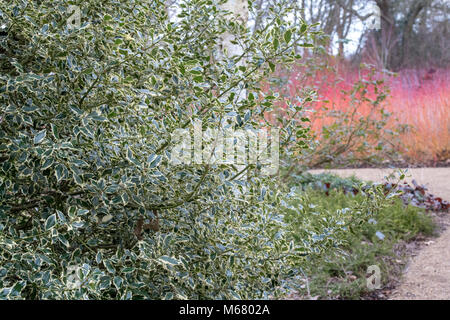 Ilex aquifolium 'Elegantissima'. Holly 'Elegantissima' feuillage en février. UK Banque D'Images