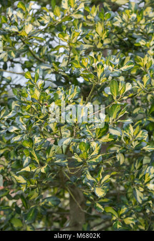 Ilex x altaclerensis 'Ripley Gold'. Holly 'Ripley Gold' feuillage en février. UK Banque D'Images