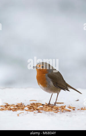 Robin redbreast se nourrit de vers de farine sur un arbre en bois table d'oiseaux dans la neige dans un jardin anglais. Février, UK Banque D'Images