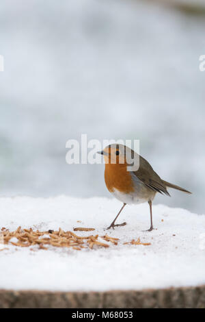 Robin redbreast se nourrit de vers de farine sur un arbre en bois table d'oiseaux dans la neige dans un jardin anglais. Février, UK Banque D'Images