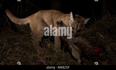 P-13 et les chatons sur un Kill. Notre caméra à distance ont récemment remporté P-13 et sa fille de 10 mois, les chatons, P-28 et P-30, sur un kill à Malibu Creek State Park. Les trois d'entre eux ont passé deux nuits à partager leur repas de cerfs-mulets. Après avoir enquêté sur plus de 400 + sites tuer pendant notre étude, nous avons constaté que le cerf mulet ont représenté 95  % de mountain lion tue. Banque D'Images