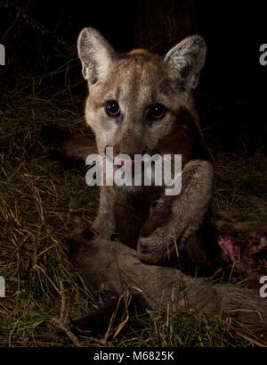 P-13 et les chatons sur un Kill. Notre caméra à distance ont récemment remporté P-13 et sa fille de 10 mois, les chatons, P-28 et P-30, sur un kill à Malibu Creek State Park. Les trois d'entre eux ont passé deux nuits à partager leur repas de cerfs-mulets. Après avoir enquêté sur plus de 400 + sites tuer pendant notre étude, nous avons constaté que le cerf mulet ont représenté 95  % de mountain lion tue. Banque D'Images