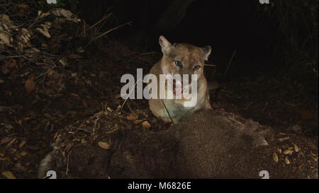 P-22. Pris dans la soirée du 21 novembre 2014, ces images (prises avec une caméra à distance) montrent que P-22 semble avoir récupéré de la gale. Il a été vivant dans Griffith Park depuis au moins Février 2012. Credit : National Park Service Banque D'Images