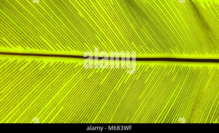 Close up green Bird's Nest fern leaf nature abstract background Banque D'Images