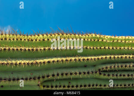 Cactus géant saguaro Banque D'Images