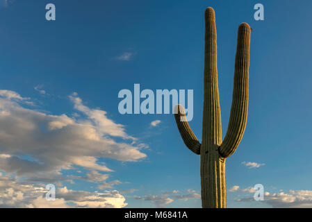 Cactus Saguaro au coucher du soleil sur le fond bleu du ciel dans la région de Saguaro National Park, Tucson, Arizona Banque D'Images