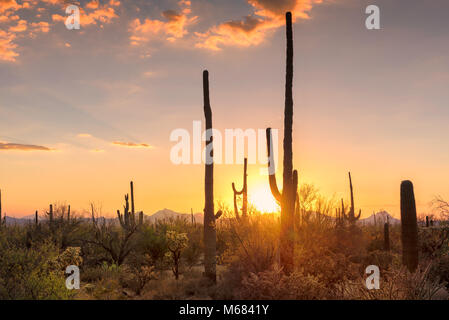 Vue du coucher de soleil du Saguaro cactus dans désert de Sonoran près de Phoenix, Arizona. Banque D'Images