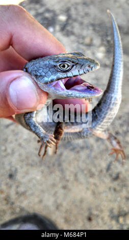 Lézard-alligator du sud. Elgaria multicarinata. Cette espèce agressive, mais pas dangereux, va essayer de mordre et parfois même de déféquer lorsque manipulés. Banque D'Images