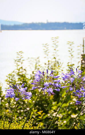 Agapanthus fleurs bleues sur le fond du lac de Constance en Allemagne Bodensee Banque D'Images