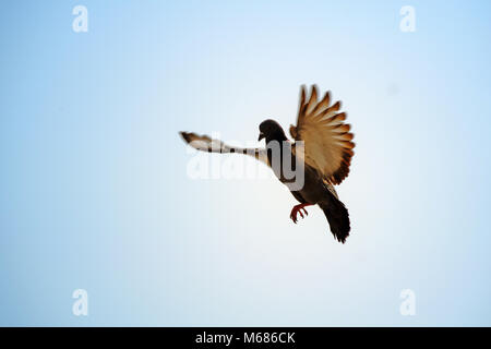 Les pigeons voler dans le ciel bleu pur Banque D'Images