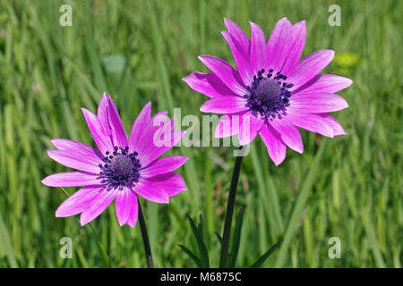 Deux fleurs d'anémone à feuilles larges Banque D'Images