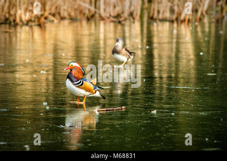 Thetofrd Brandon Forest Country Park Lac avec Canards mandarins debout sur la glace. Banque D'Images