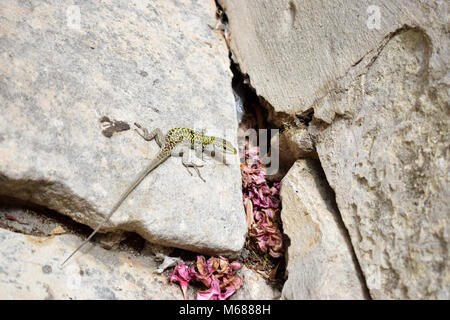 Lizard assis sur un rocher, en Sicile, Italie Banque D'Images