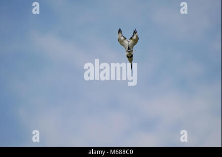 Pied kingfisher en chute libre Banque D'Images