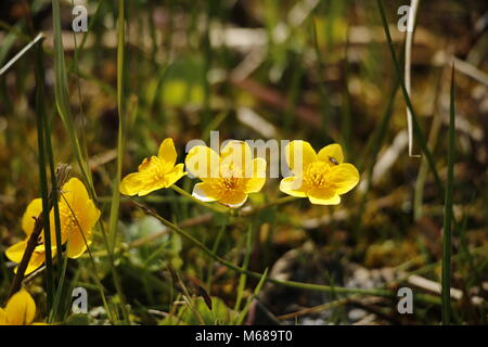 Beau jaune Caltha palustris springflowers dans un marais Banque D'Images