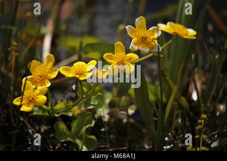 Beau jaune Caltha palustris springflowers dans un marais Banque D'Images