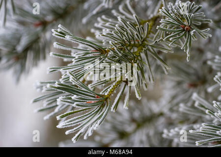 Givre sur les aiguilles d'un pin sylvestre ou Scotch. Banque D'Images