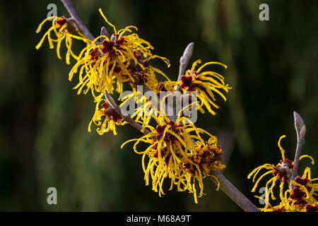 Hamamelis x intermedia 'Barmstedt Gold' Banque D'Images