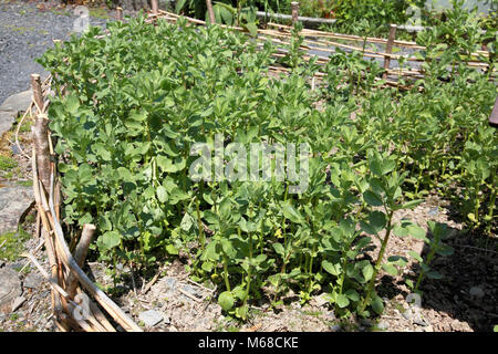 Les haricots cultivés comme un "engrais vert" au Centre for Alternative Technology, Machynlleth Banque D'Images