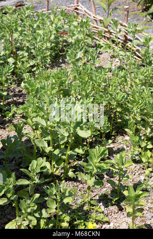 Les haricots cultivés comme un "engrais vert" au Centre for Alternative Technology, Machynlleth Banque D'Images