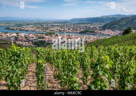 À travers les vignobles de Tain l'hermitage Valence Drôme Auvergne-Rhône-Alpes France Banque D'Images