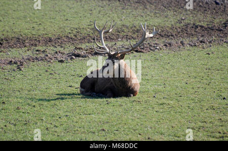 Red Deer stag assis sur l'herbe, uk Banque D'Images