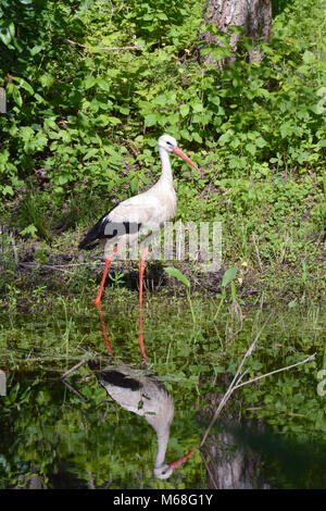 Cigogne blanche Ciconia sur le lac étang côte et la réflexion d'oiseaux dans l'eau Banque D'Images