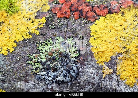 Les lichens colorés sur une branche en pleine croissance d'aspen en Finlande Banque D'Images