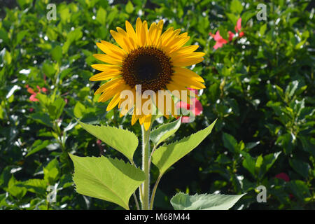 Helianthus annuus Banque D'Images