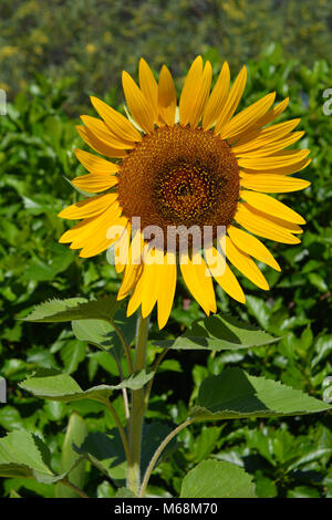 'Russe' géant tournesol, Helianthus annuus Banque D'Images