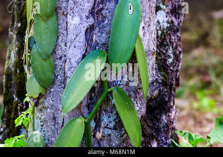 Feuilles de vert ou vanille Vanilla planifolia Banque D'Images
