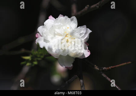 Cerisier Nain Nain,Amandes,belle floraison blanc avec fleur rose qui fleurit dans le jardin au printemps,libre Banque D'Images