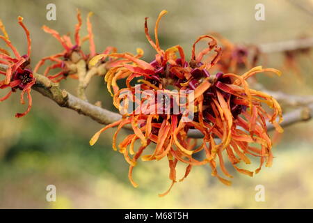 Hamamelis x intermedia 'Jelena' l'hamamélis en fleur dans un jardin d'hiver, février, UK Banque D'Images