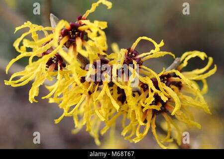 Hamamelis x intermedia 'Aurora' (communément Aronia melanocarpa 'Aurora'), l'hamamélis en fleur, hiver, UK Banque D'Images