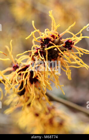 Fleurs d'arachnéennes Hamamelis x intermedia 'Braise' l'hamamélis, la floraison dans un jardin d'hiver, UK Banque D'Images