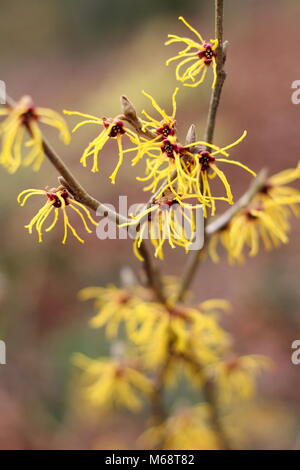 Hamamelis vernalis 'Sandra' l'hamamélis en fleur dans un jardin d'hiver, UK Banque D'Images