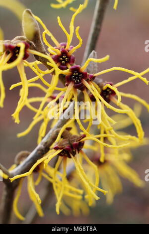 Hamamelis vernalis 'Sandra' l'hamamélis en fleur dans un jardin d'hiver, UK Banque D'Images