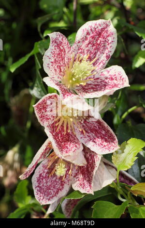 Clematis cirrhosa 'Freckles' purpurascens, Evergreen, la floraison d'hiver, grimpeur UK garden Banque D'Images